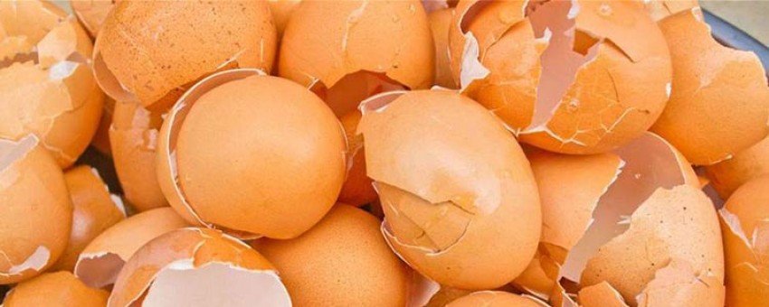 برای تامین مواد معدنی و کلسیم، پوسته تخم مرغ بخورید