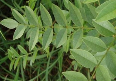 خواص درمانی گیاه شیرین بیان