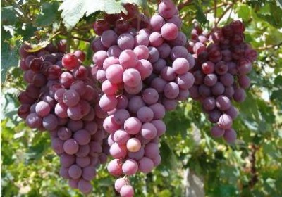 آشنایی با خواص متعدد هسته انگور