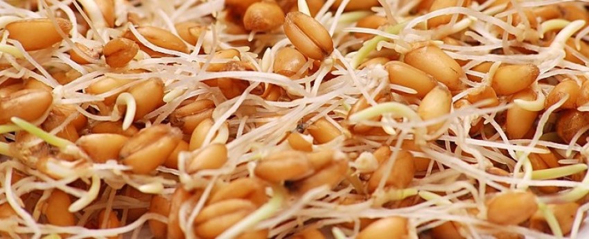 آشنایی با خواص درمانی جوانه گندم