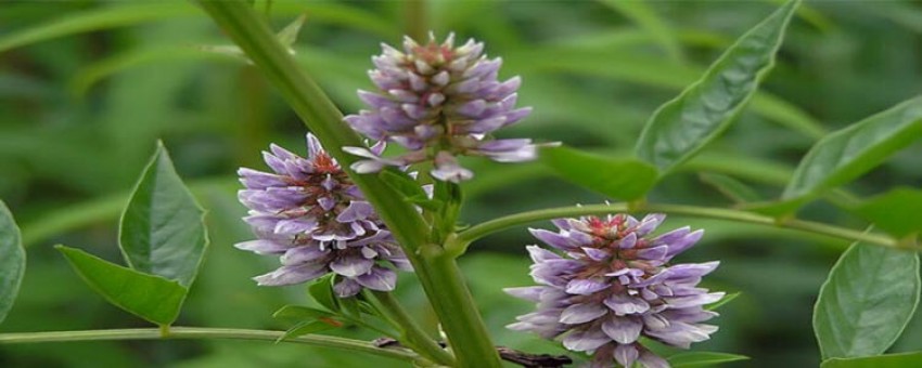 خواص درمانی گیاه شیرین بیان